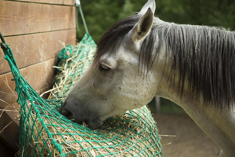 Hay nets – for healthy horse nutrition
